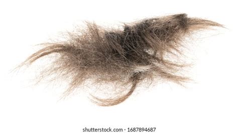 Tuft Hair Images, Stock Photos & Vectors | Shutterstock