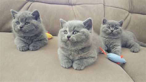 British Shorthair Blue Kittens