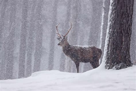 How to Photograph Winter Wildlife - Nature TTL