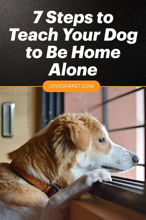 How to Train Your Dog to Stay Home Alone: 7 Steps - Love Of A Pet in ...