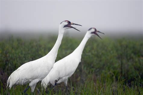 Whooping Crane Wallpapers - Top Free Whooping Crane Backgrounds ...