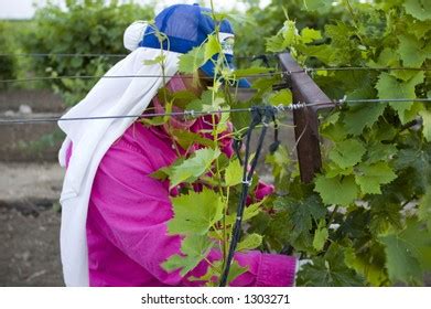 385 Migrant Pickers Images, Stock Photos & Vectors | Shutterstock