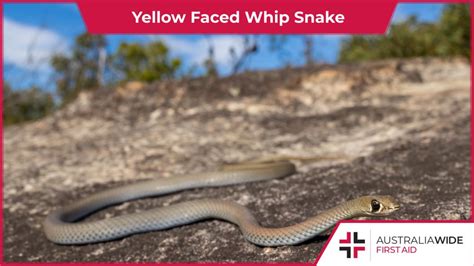 Brisbane's Yellow Faced Whip Snake