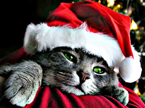 holidays, Christmas, Cats Wallpapers HD / Desktop and Mobile Backgrounds