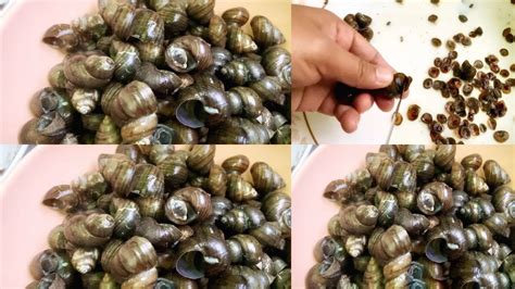 Periwinkle Snail Recipe || Naga Kitchen - YouTube