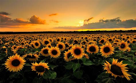 Sunflower Field | Field wallpaper, Sunflower iphone wallpaper ...