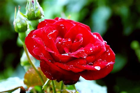 Red Rose Flower · Free photo on Pixabay