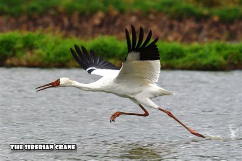 The Siberian crane. | TechGape