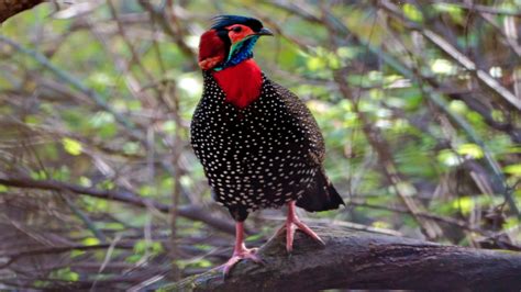 Western Tragopan - GKToday