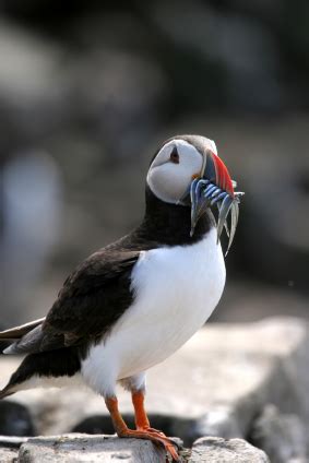 Atlantic Puffin Facts for Kids | Puffins Information