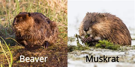 Muskrat Vs Nutria