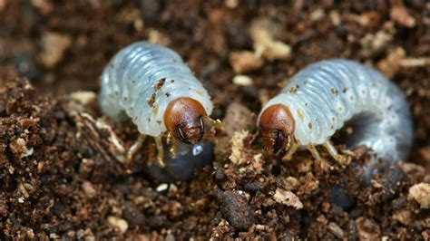 What Are Grub Worms? (How to Get Rid of Them?)