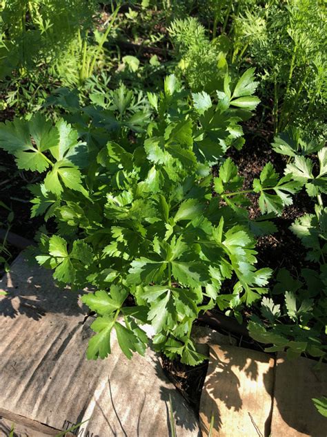 Harvesting Parsley - School Garden Weekly