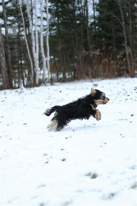 Snow In Yorkshire Photos, Download The BEST Free Snow In Yorkshire Stock Photos & HD Images