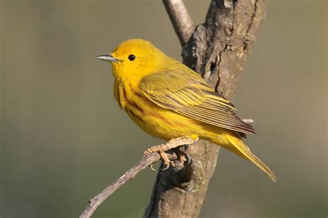 Yellow Warbler photos and wallpapers. Collection of the Yellow Warbler ...