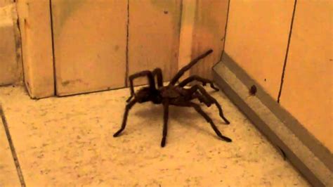 Tarantula in Punta Cana - YouTube