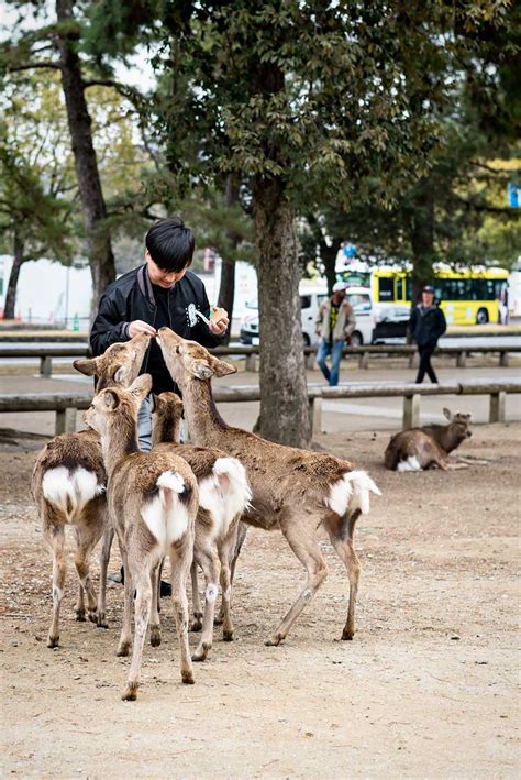 Nara Deer Park: Day Trip from Osaka, Japan | Urban Pixxels