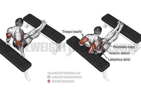 Bench dip exercise instructions and video | Weight Training Guide