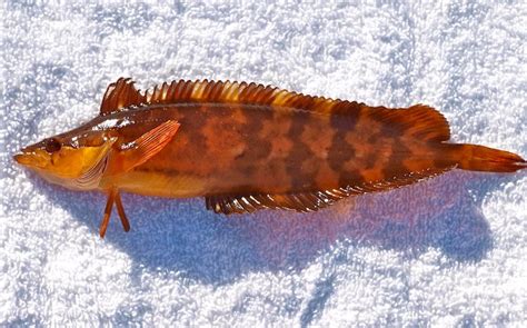 Giant Kelpfish - Pier Fishing in California