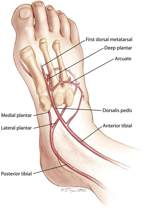 Dorsalis Pedis Artery - Stepwards