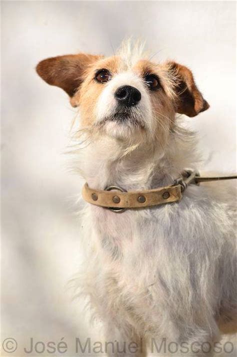 Carol - fox terrier jack russell mix - Terrier SOS - a UK-based dog rescue