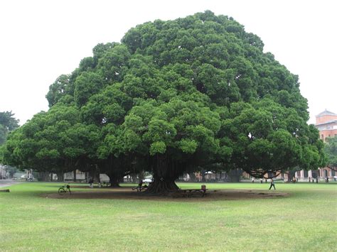 Very Big Tree in real life Zendai University, Taiwan | Big tree, Banyan ...