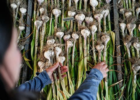 Garlic Growing Guide: Planting Garlic in Your Backyard Garden ...