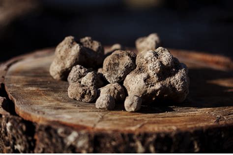 Where to try and buy France's best black truffles - Club Oenologique