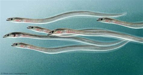 Stunning 1,500-Mile American Eel Migration Route Uncovered