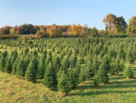 10 Best Christmas Tree Farms Near NYC (2023)