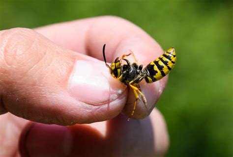 Yellow Jacket Sting: Symptoms, Treatment, & Complications