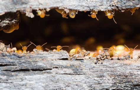 How to Prepare for Florida's Drywood Termite Swarm Season