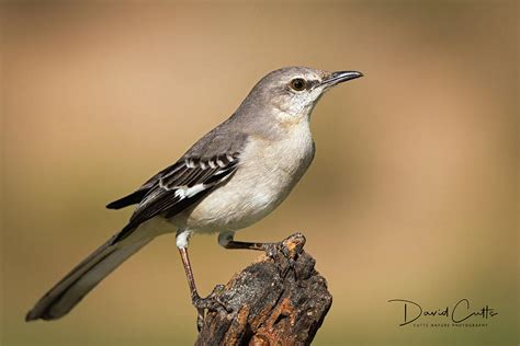 Texas State Bird Photograph by David Cutts