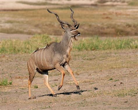 Kudu antelope | South african animals, African wildlife, African animals