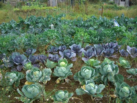 Seed to Feed Me: HOW TO GROW CABBAGE FROM SEED