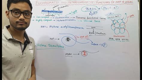 Euchromatin & Heterochromatin: Function of HAT & HDAC - YouTube