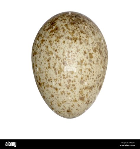 Magpie egg hi-res stock photography and images - Alamy