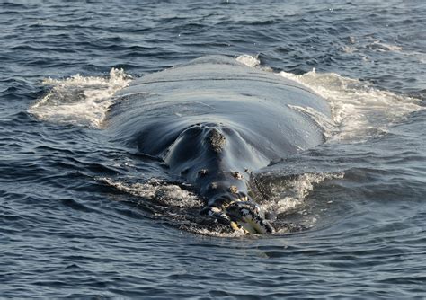 North Pacific Right Whale – Whales and Dolphins BC