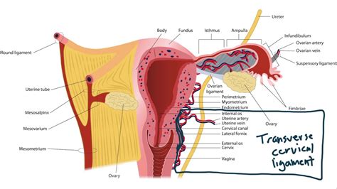 USMLE Step 1 Anatomy - Female Ligaments and Local Structures - YouTube