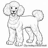 Poodle Coloring Pages  Free & Printable sketch template