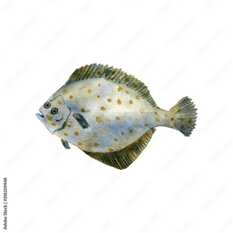 flounder, watercolor drawing fish Stock Illustration | Adobe Stock