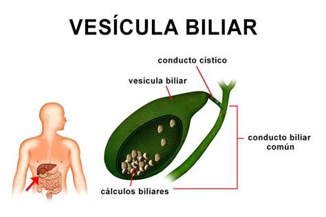 Vesicula Biliar Leyendo Coro Cuales Son Las Preposiciones Y Ejemplos ...