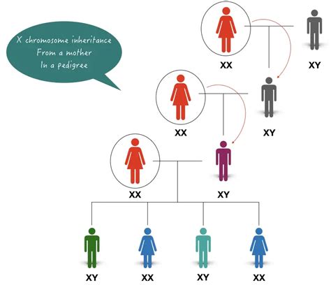 What Genes, Traits and Disorders are inherited from the Mother only ...