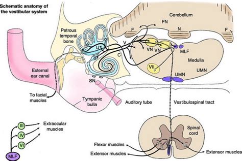 Vestibular Syndrome - Canine-Megaesophagus: All About ME