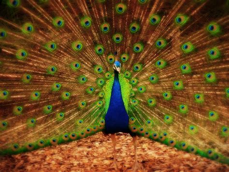 🔥 Download Peacock Dancing HD Wallpaper Daily Pics Update by @jcastaneda76 | Peacock HD ...