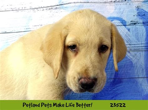 Labrador Retriever-DOG-Female-Yellow-2773553-Petland Pets & Puppies ...