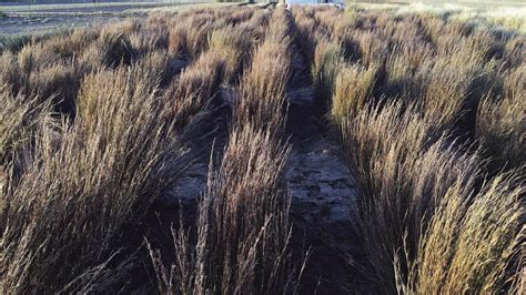 Native Texas Grasses - Native Grass Seed|- a guide to native grasses ...