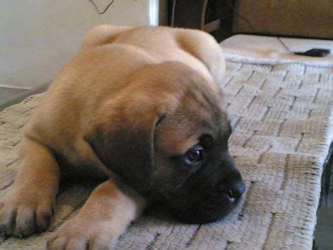 Adorable Bull Mastiff Puppies for Sale