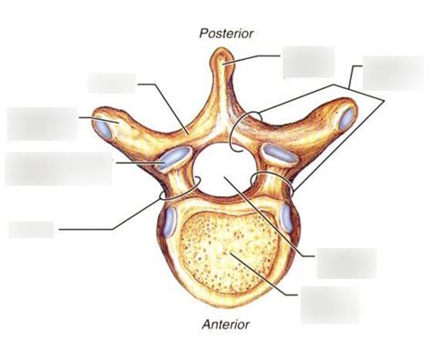 Lab 7 Spine, Skull, Brain Diagram | Quizlet