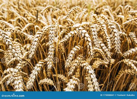 Wheat Harvest. Fields of Ripe Wheat Stock Image - Image of wind, crop: 173008841